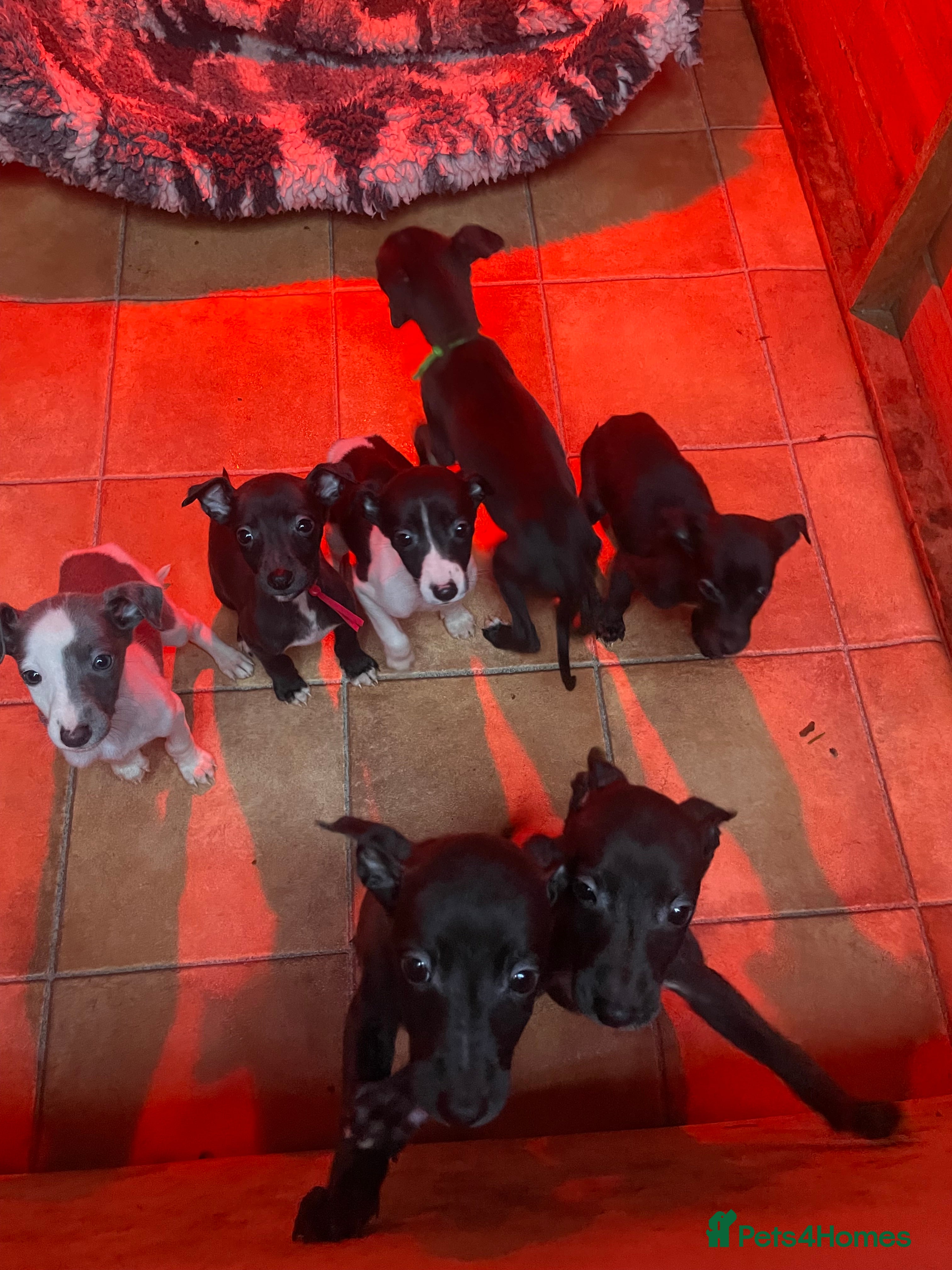 Whippet dogs Beautiful whippet puppies  - Advert 6