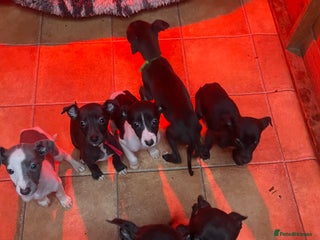 Whippet dogs Beautiful whippet puppies - Advert 6