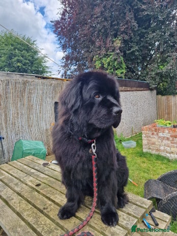 Newfoundland dogs KC REGISTERED HEALTH TESTED NEWFOUNDLAND GREY GENE in Scunthorpe - Advert 1