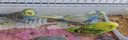 Budgerigars birds for sale: Super hand tamed baby budgies  - Advert 9
