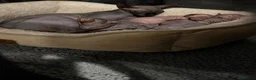 Sphynx cats for sale: Adorable Canadian Sphynx Kittens - Advert 12