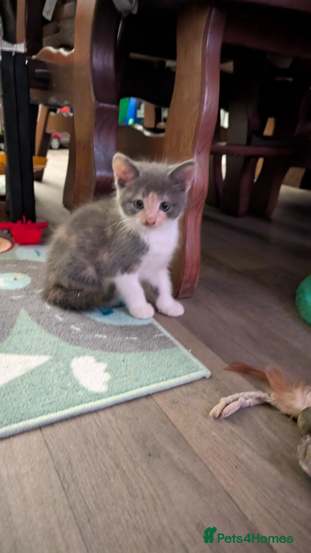 Mixed Breed cats for sale: Tortoise shell kittens - Advert 2