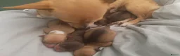 Chihuahua dogs for sale: Chihuahua  - Advert 35