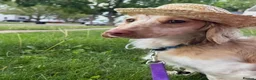 Miniature Dachshund dogs for sale: purdie Looking for a Loving Forever Home in Edinburgh - Advert 4