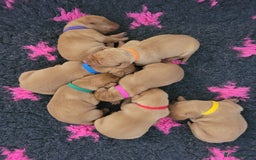 Hungarian Vizsla dogs for sale: Exceptional Hungarian Vizsla Puppies for Sale - Image 14