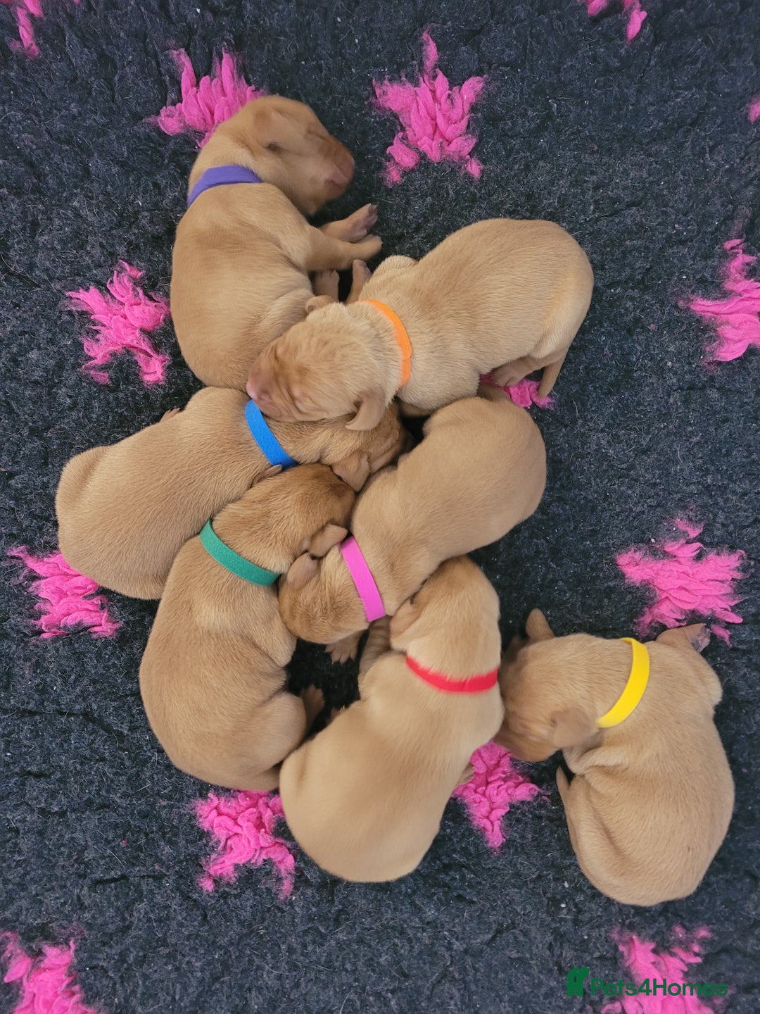 Hungarian Vizsla dogs for sale: Exceptional Hungarian Vizsla Puppies for Sale - Image 14
