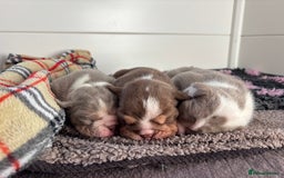 English Bulldog dogs for sale: Only one male left! Ready on the 27th of October  - Image 3