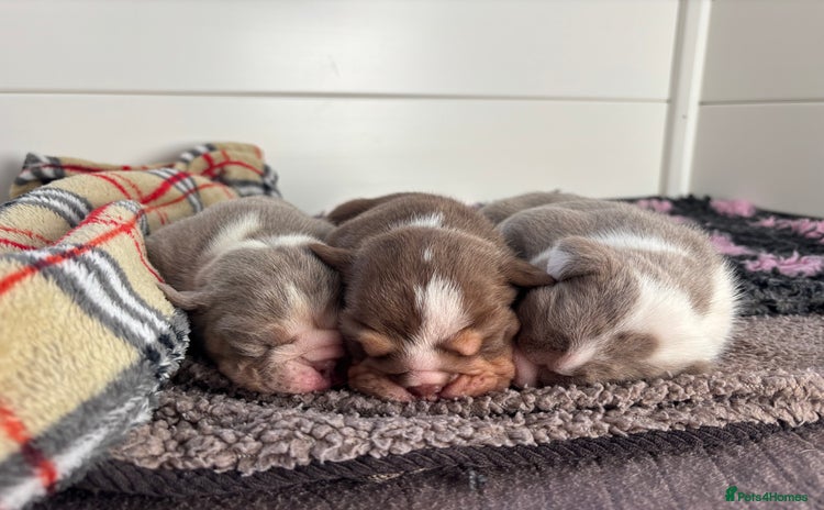 English Bulldog dogs - Advert 15