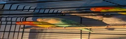 Lovebirds birds for sale: Hand Tamed Baby Love Birds🦜 in Ruislip - Advert 8