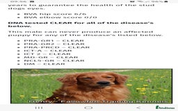 Golden Retriever dogs for sale: ⭐ DARK golden retriever puppies 🐶  - Image 4