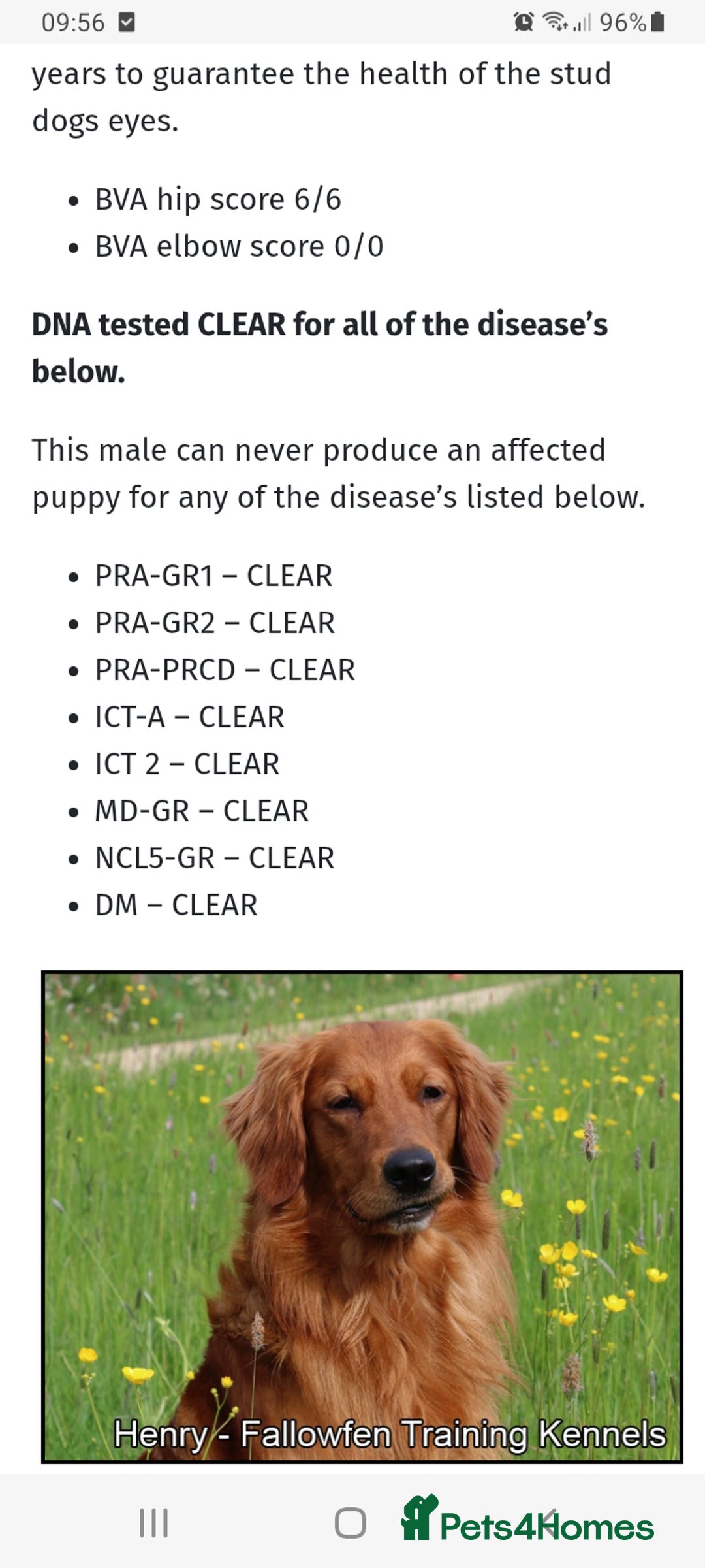 Golden Retriever dogs for sale: ⭐ DARK golden retriever puppies 🐶  - Image 4