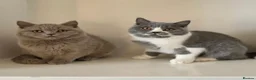 British Shorthair cats for sale: Adorable GCCF REG BSH - ready to leave - Advert 19