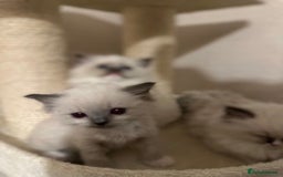 Ragdoll cats for sale: Adorable Ragdoll Kittens Ready for New Homes Soon! - Image 5