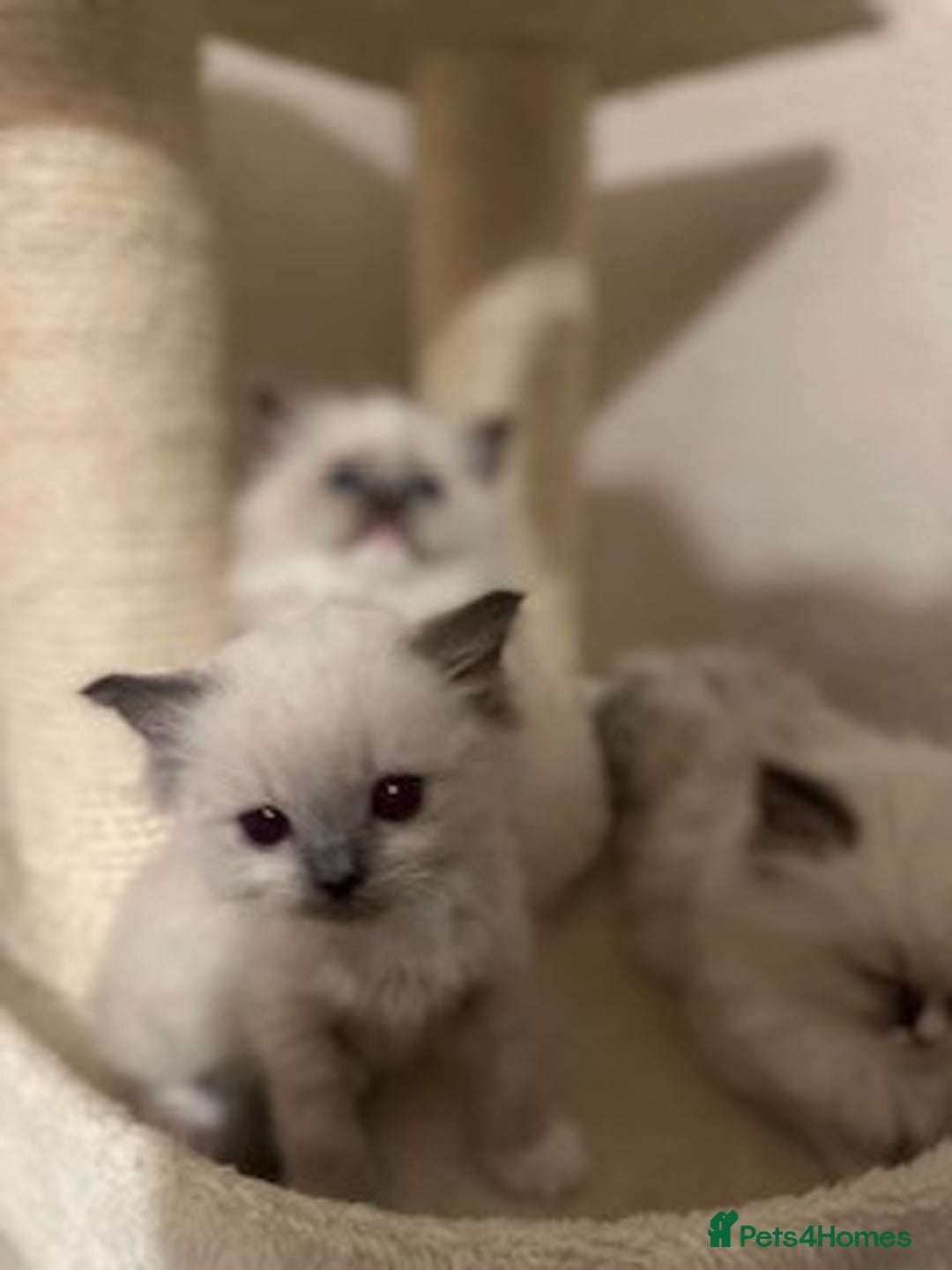 Ragdoll cats for sale: Adorable Ragdoll Kittens Ready for New Homes Soon! - Image 5