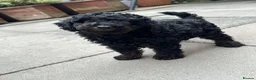 Toy Poodle dogs for sale: Toy poodle  puppies boy Kc  - Advert 4