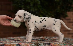 Dalmatian dogs for sale: Looking for 5* homes   - Image 5