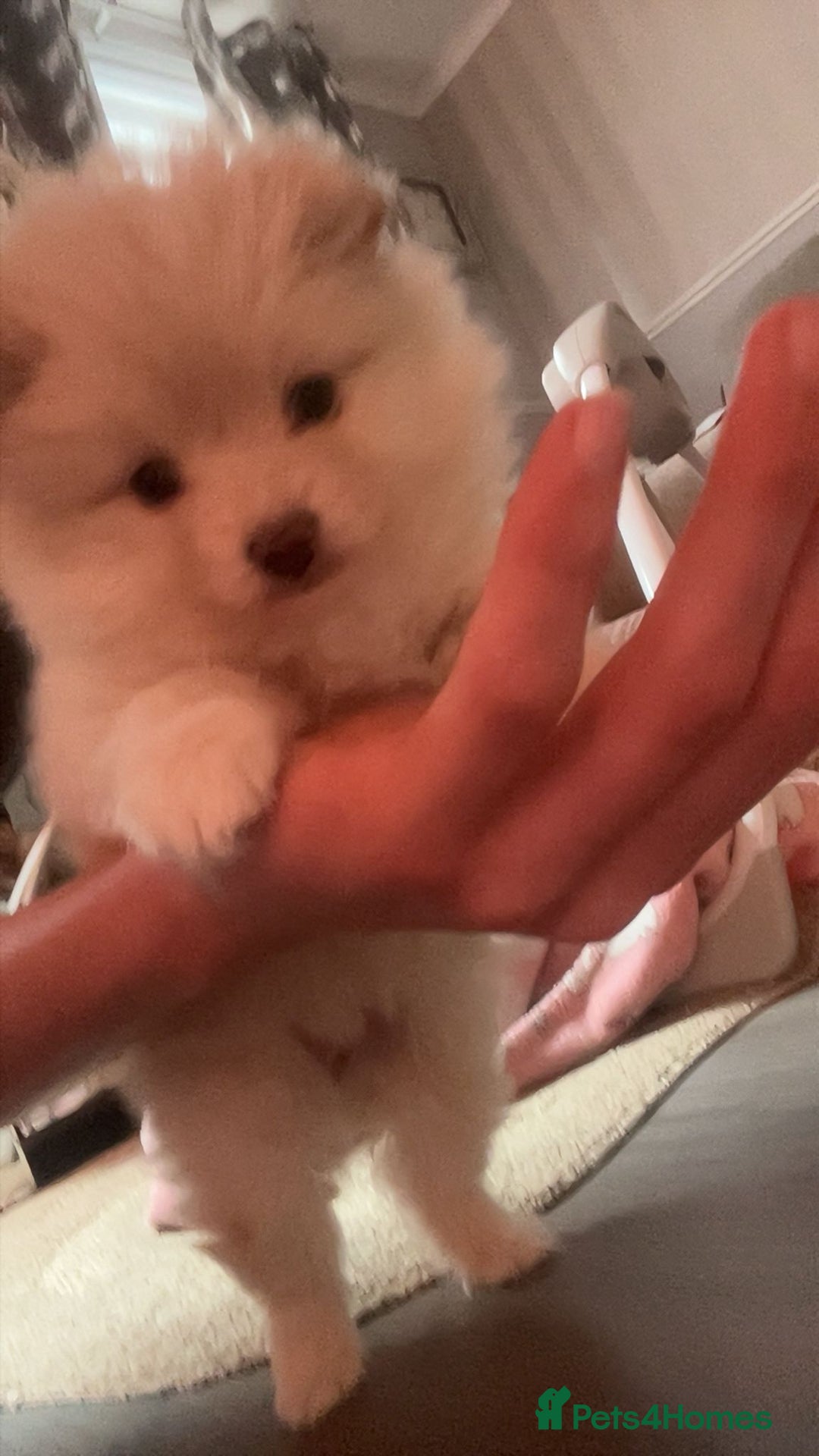 Pomeranian dogs for sale: Pomeranian Puppy For Sale - Advert 1