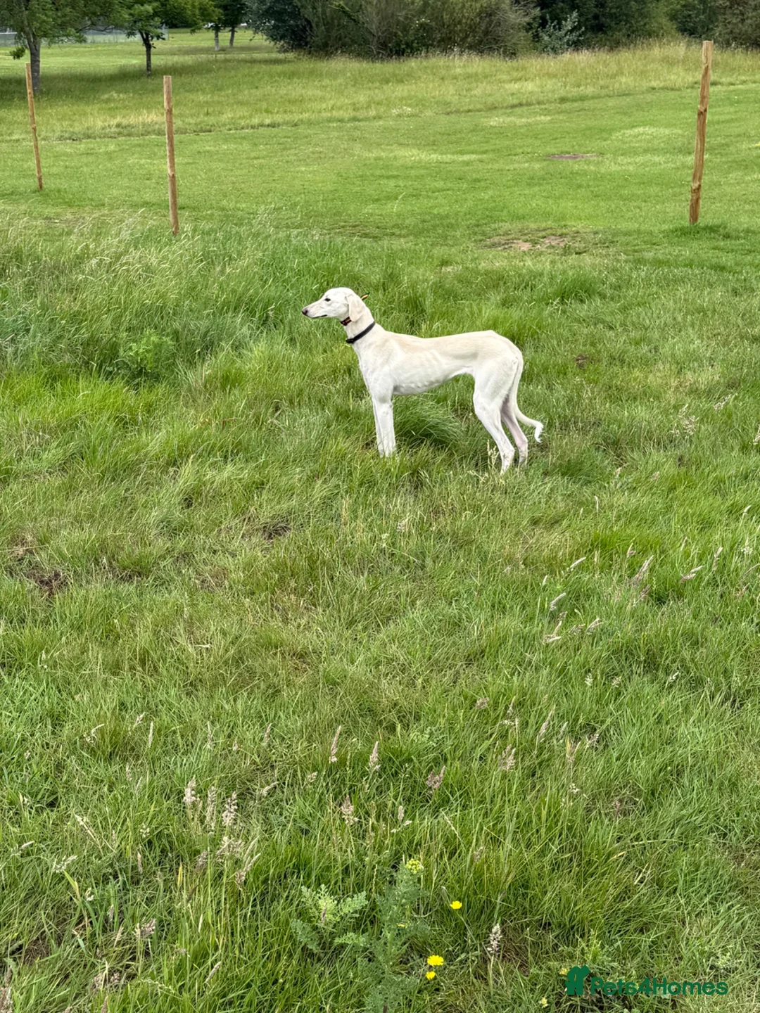 Saluki dogs for sale: Saluki in Slough - Advert 1