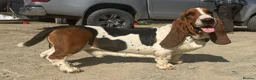 Basset Hound dogs for stud: Stunning Basset Hound for stud in Rhayader - Advert 1