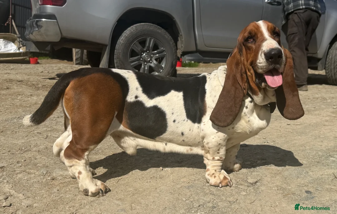 Basset Hound dogs for stud: Stunning Basset Hound for stud in Rhayader - Advert 1