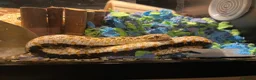 Snake reptiles for sale: CB23 Western Hognose (Male) - Advert 4