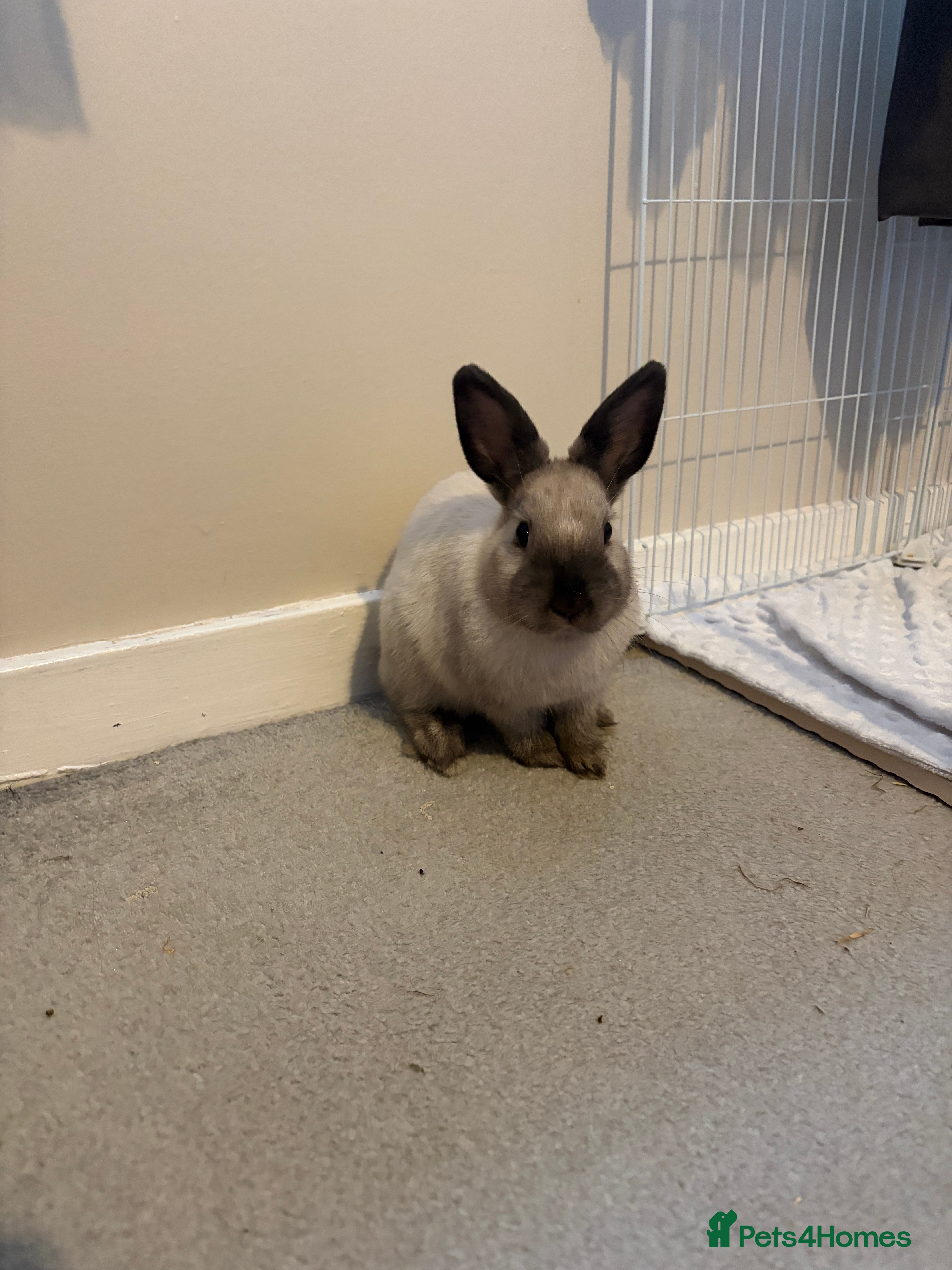 Mixed Breed rabbits Rehoming rabbit - Advert 1