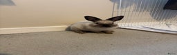 Mixed Breed rabbits for sale: Rehoming rabbit - Advert 1