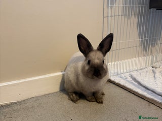 Mixed Breed rabbits Rehoming rabbit - Advert 1