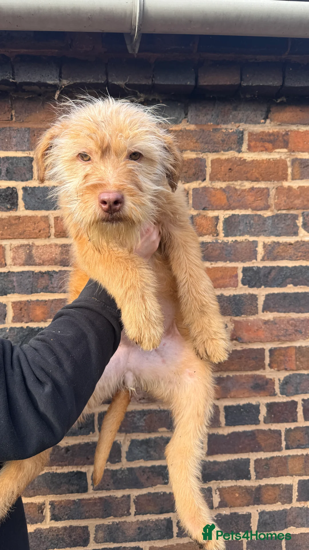 Soft Coated Wheaten Terrier dogs for sale: Irish wheaten terriers (Not soft coated)  - Advert 7