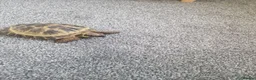 Hermann Tortoise reptiles for sale: Hermann Tortoise  - Advert 2
