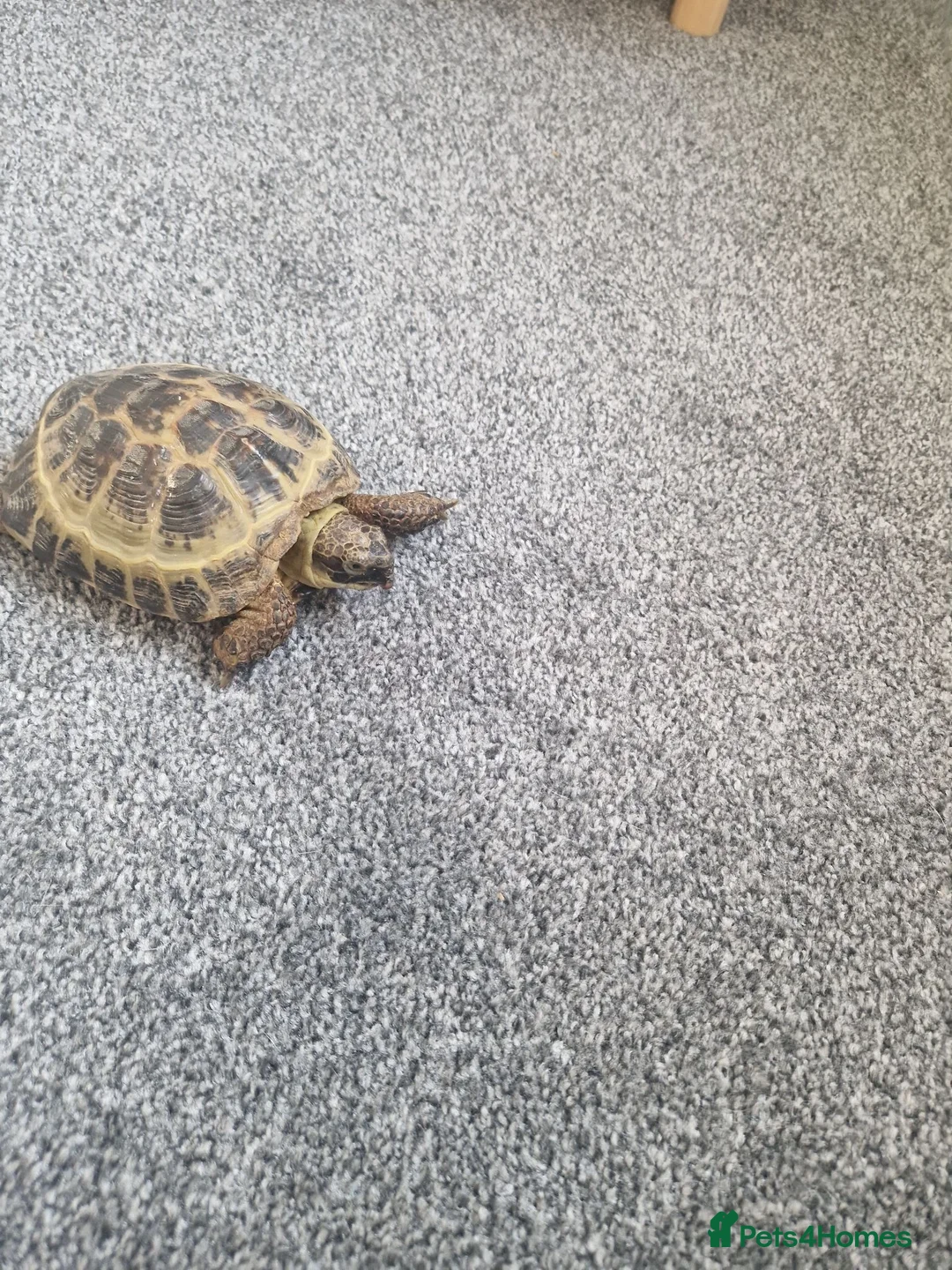 Hermann Tortoise reptiles for sale: Hermann Tortoise  - Advert 2