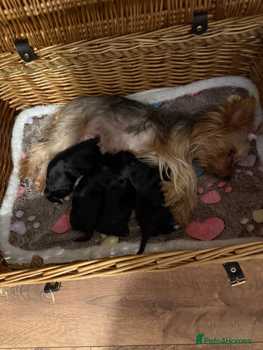 Yorkshire Terrier dogs for sale: Black Onyx Yorkie ready to Reserve 🖤 - Image 15