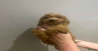 Cockapoo dogs - Advert 2
