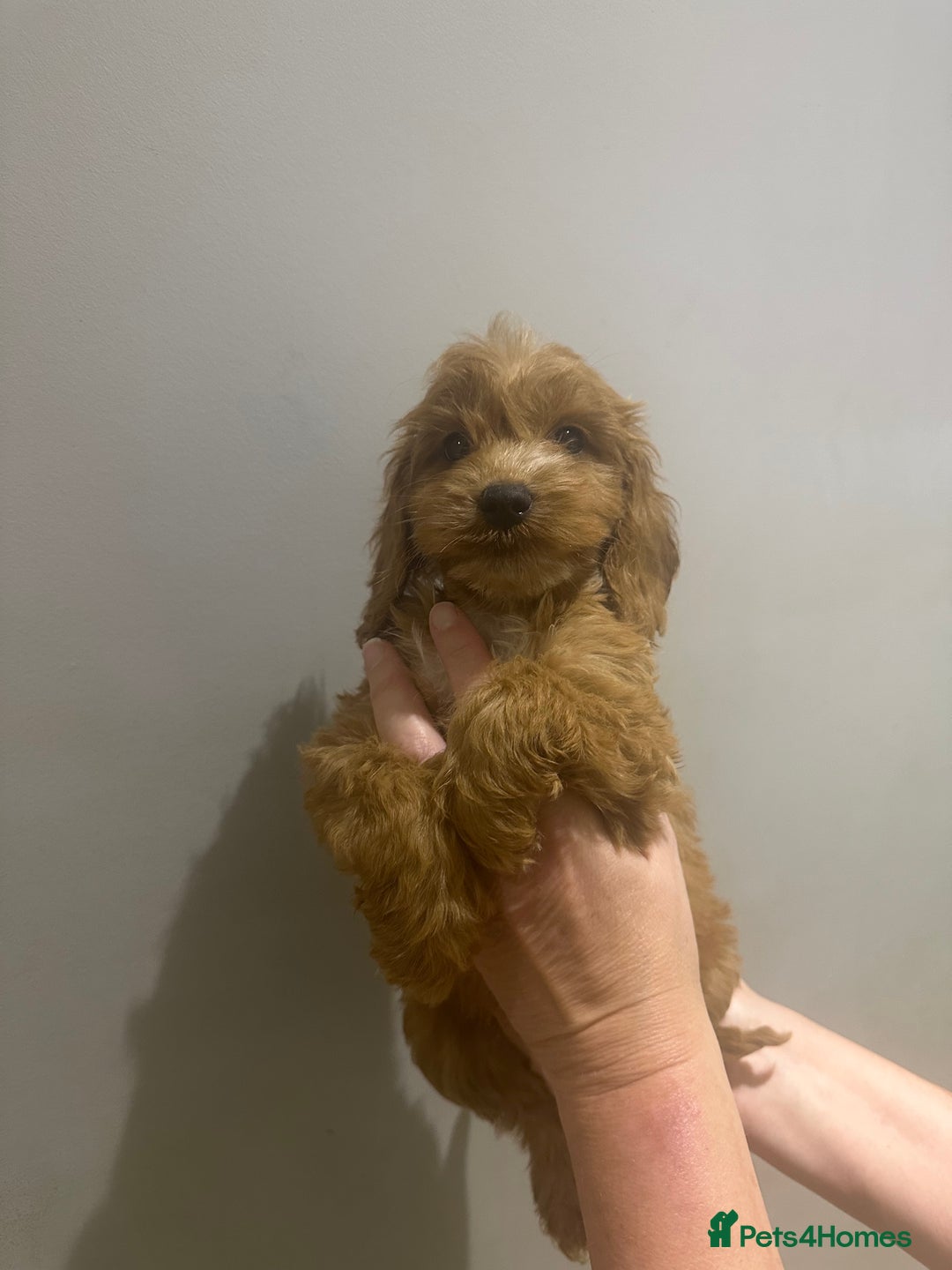 Cockapoo dogs for sale: F1 cockerpoos  - Image 2