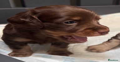 Miniature Dachshund dogs - Advert 3