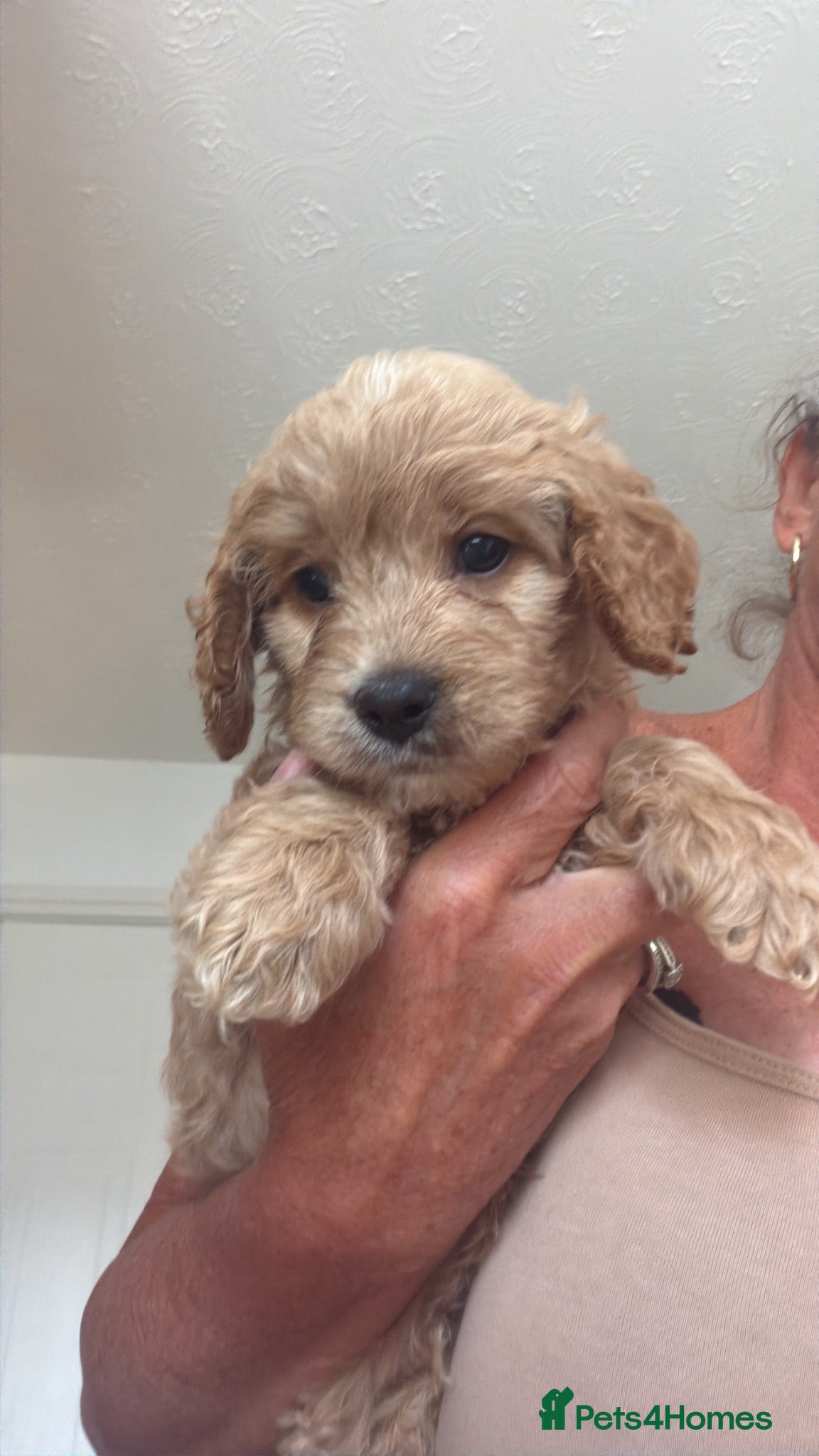 Cavapoo dogs Gorgeous F1B Cavapoo puppies - Advert 1