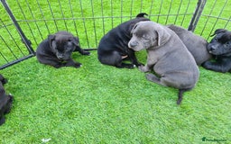Staffordshire Bull Terrier dogs for sale: Kc reg black blue staffy puppies  - Image 2