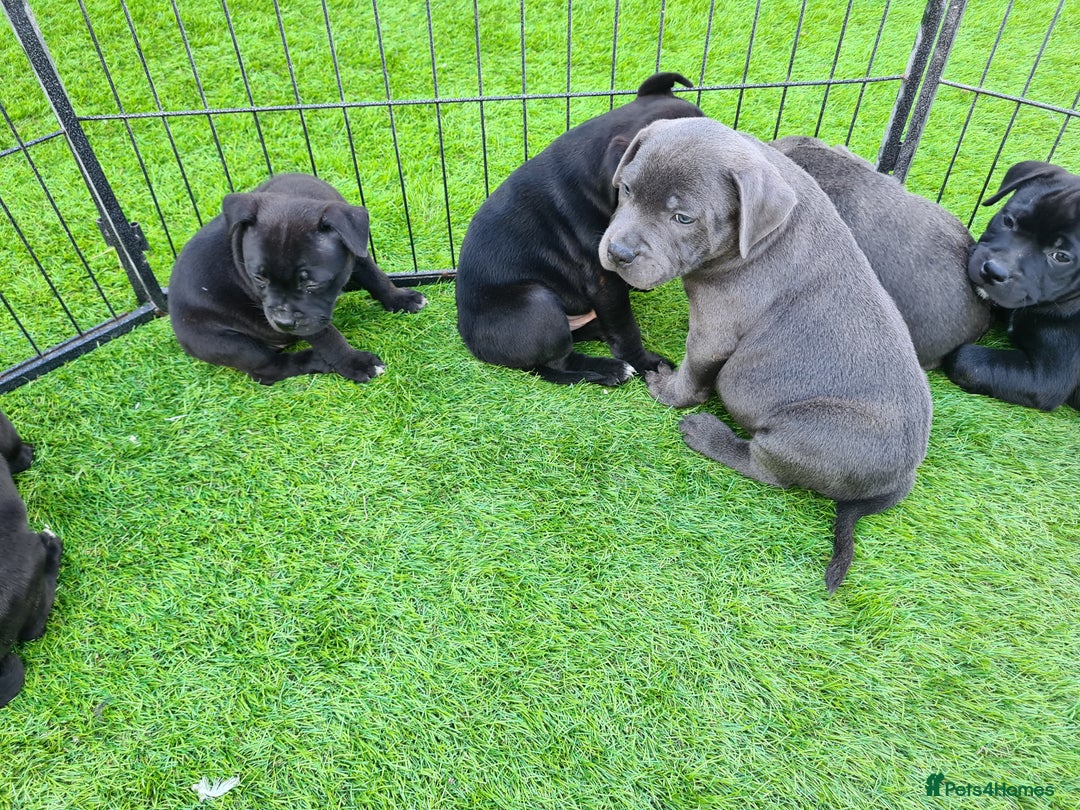 Staffordshire Bull Terrier dogs for sale: Kc reg black blue staffy puppies  - Image 2