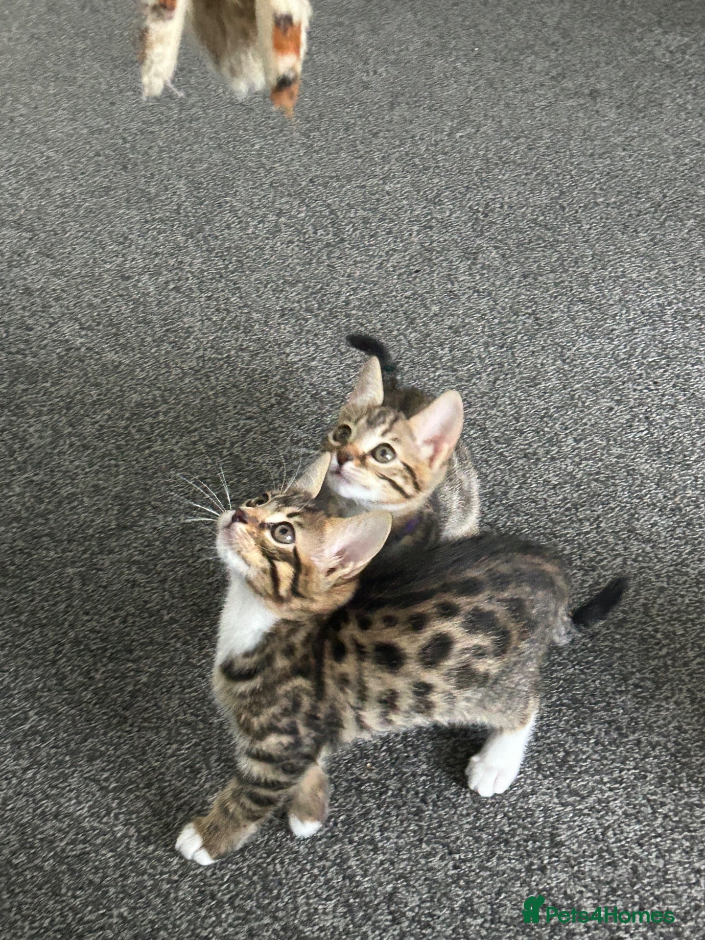 Bengal cats Bengal kittens mix - last kittens available!!  - Advert 17