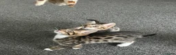 Bengal cats for sale: Bengal X - Advert 1