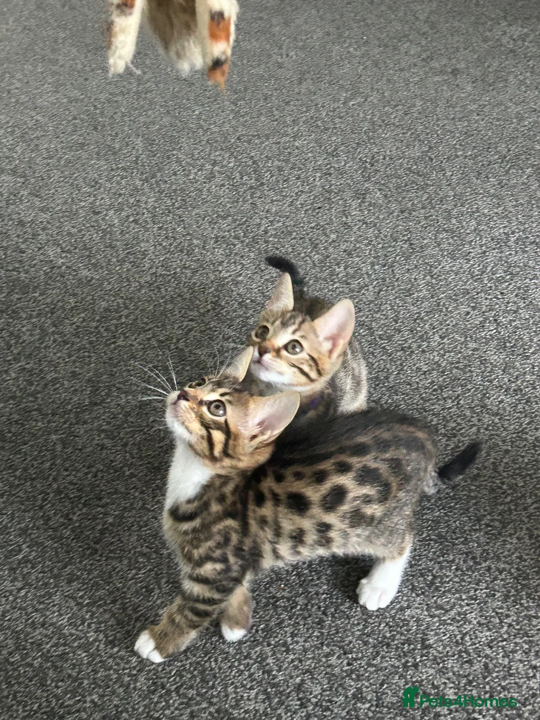 Bengal cats for sale: Bengal X - Advert 1