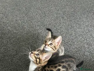 Bengal cats Bengal kittens mix - last kittens available!! - Advert 6