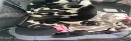Domestic Shorthair cats for sale: BEAUTIFUL BLACK & White Tuxedo Kittens  in Ilford - Advert 15