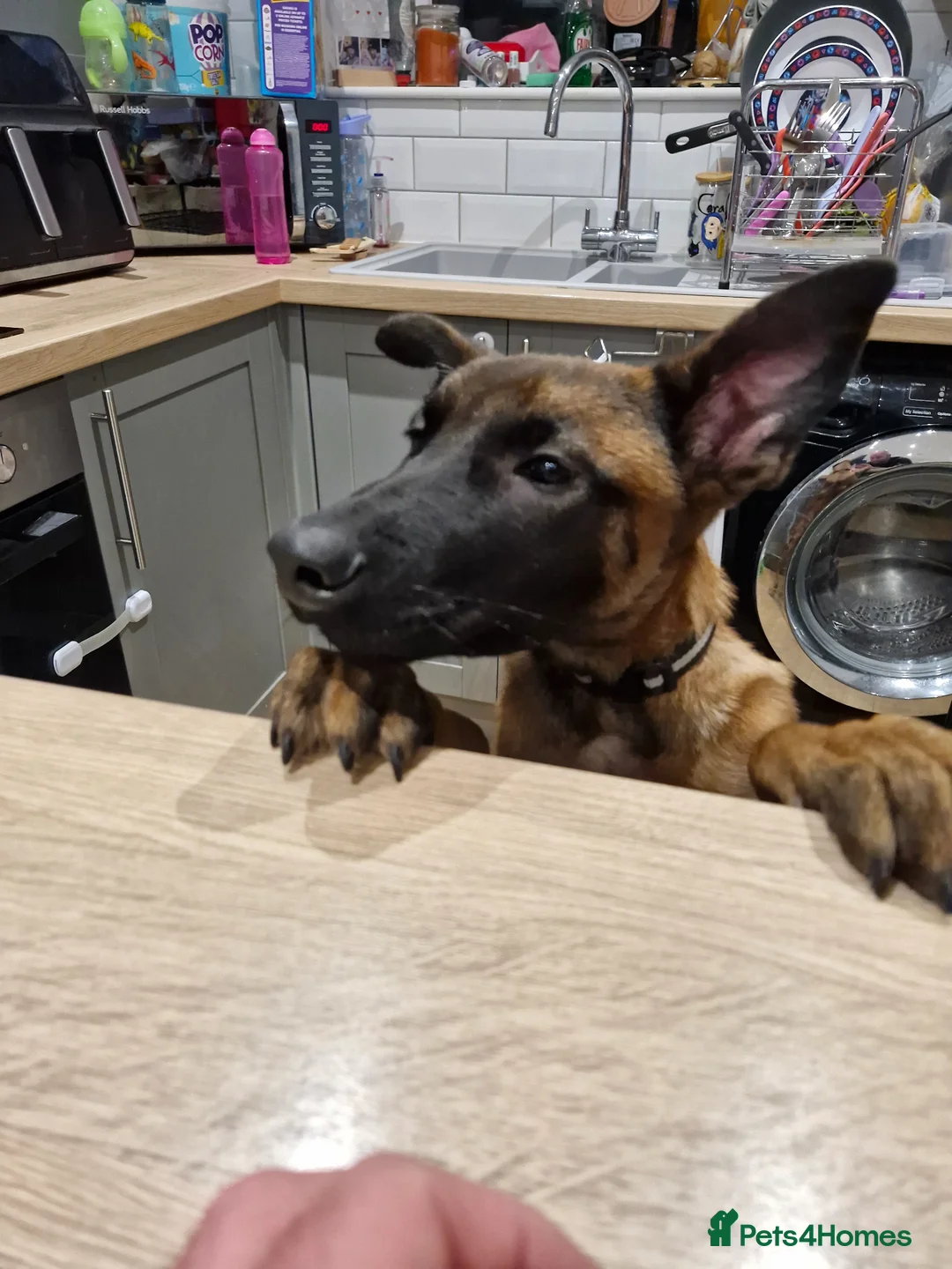 Mixed Breed dogs for sale: Belgian Malinois X German Shepherd in Caernarfon - Advert 2