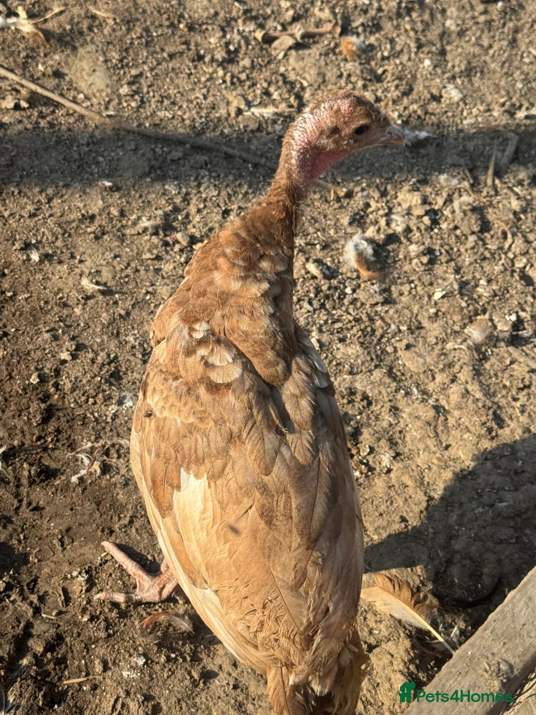 Turkeys poultry for sale: Crolwitzer turkey poults - Advert 3