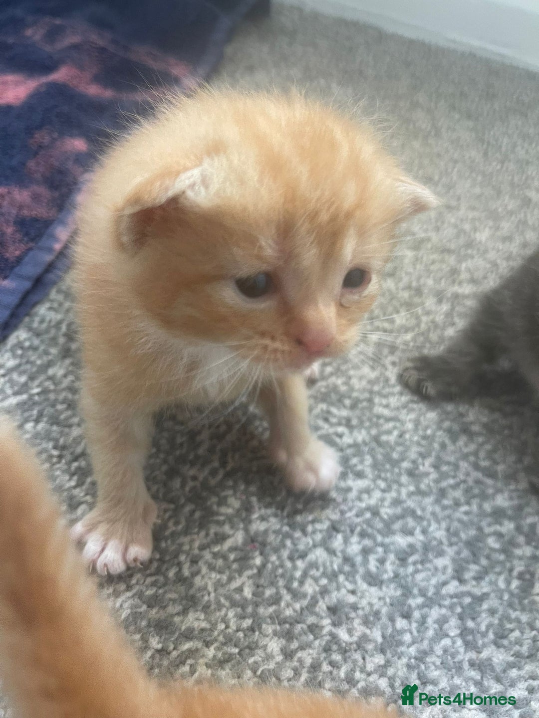 Mixed Breed cats for sale: Beautiful kittens  - Image 17