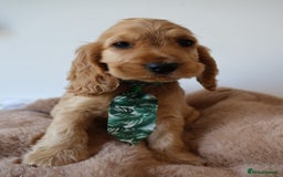Cocker Spaniel dogs for sale: Stunning SHOW cockers READY TO LEAVE  - Image 25