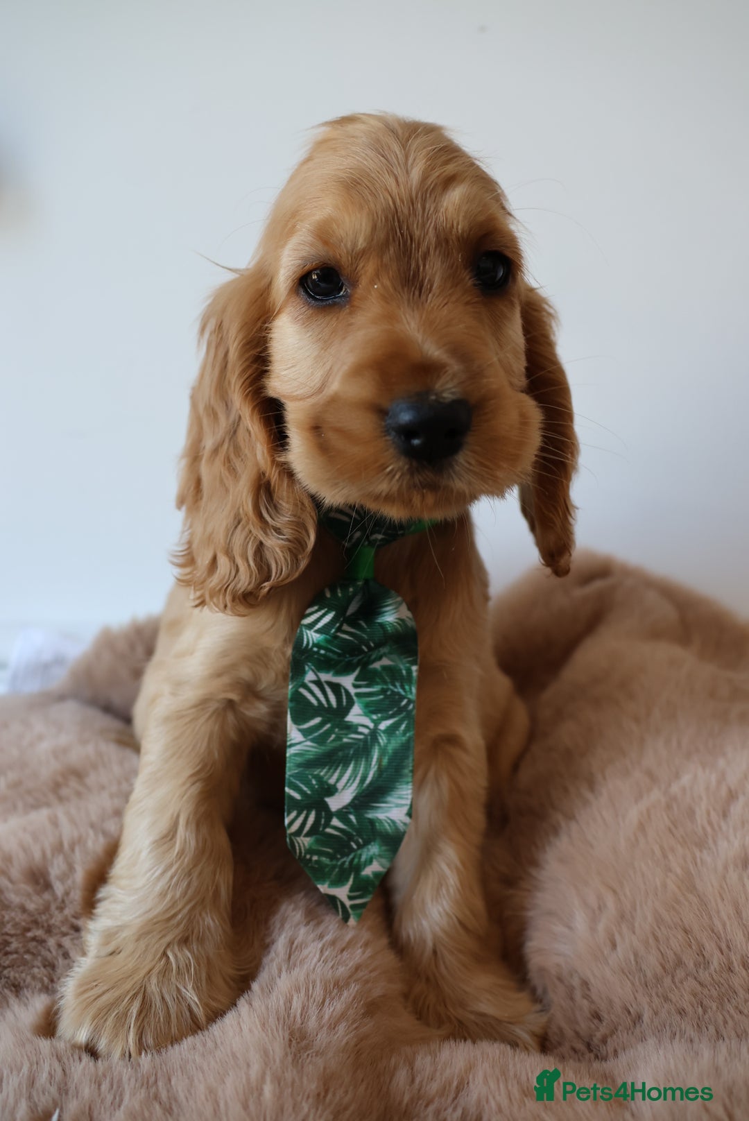 Cocker Spaniel dogs for sale: Stunning SHOW cockers READY TO LEAVE  - Image 25