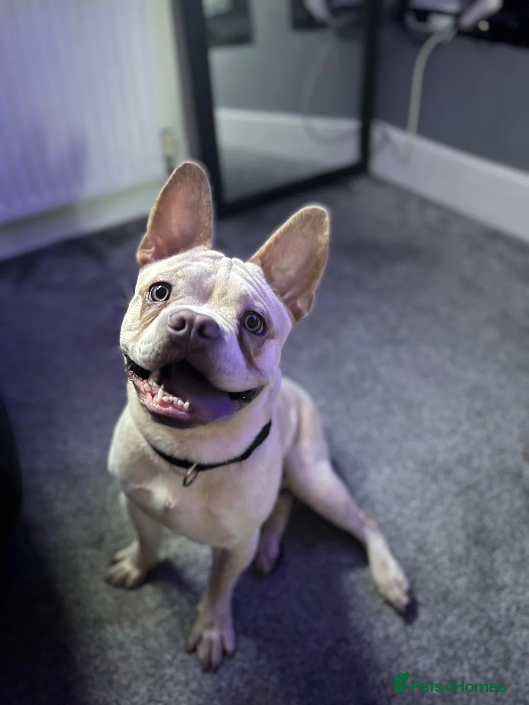 Mixed Breed dogs for sale: Meet Milo  in Liverpool - Advert 1