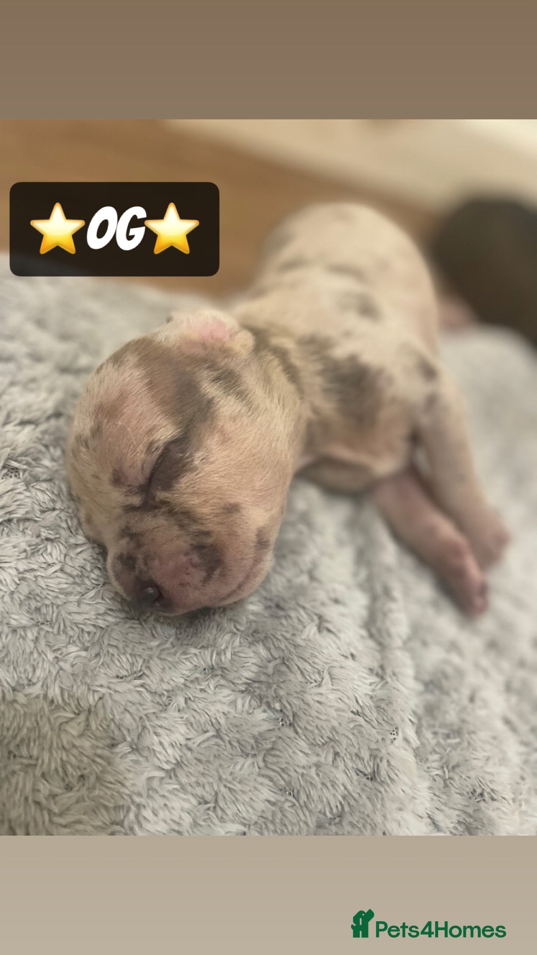Mixed Breed dogs for sale: PUPPIES 4 SALE - Image 11